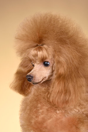 Portrait of beautiful apricot toy poodle sitting on a yellow background