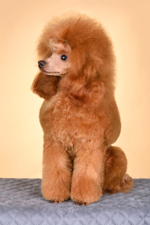 Show class beautiful apricot toy poodle sitting on a yellow backgroundの写真素材