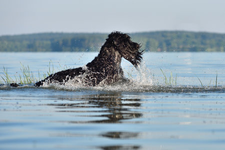 Beautiful Black Russian Terrier dog swimming and splashing in waterの写真素材