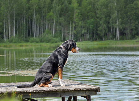 Greater Swiss Mountain Dog sitting on a wooden gray pier above the lake on green forest backgroundの写真素材