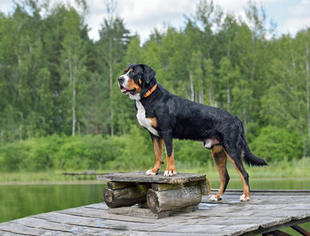 Greater Swiss Mountain Dog stands on a wooden gray pier above the lake on green forest backgroundの写真素材