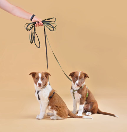 Human hand holding two Border collie puppies on leashes. Puppies looking at the camera and isolated on yellow backgroundの写真素材