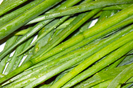 stalks of green onions close-upの写真素材