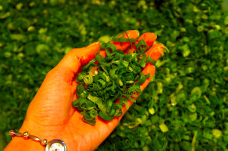 The green onions cut on a cutting boardの写真素材