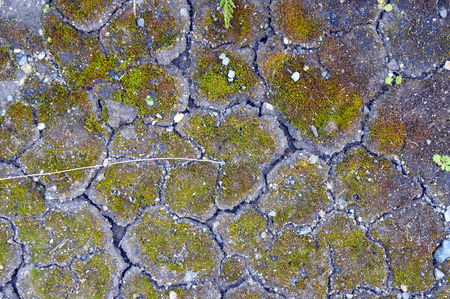The moss and pebbles on the cracked earthの写真素材