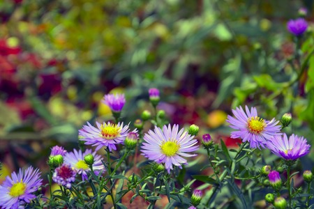 The purple flowers in the autumn garden closeup