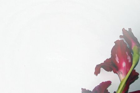 texture of a white background claret Gladiolusの写真素材