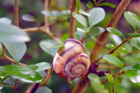 close-up of a snail on the tree in the dewの写真素材