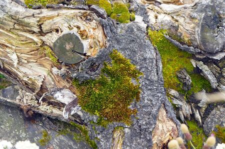 The rotten tree stump bent close-upの写真素材