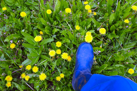 The foot in rubber boots trampling the flowers