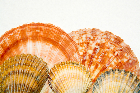 Set of various sea shells closeup on the white backgroundの写真素材