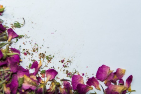 dried wild rose flowers on a white background closeupの写真素材