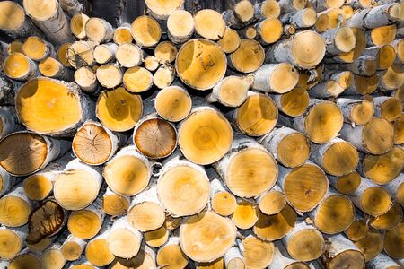 Background from sawn logs of trees and chopped firewoodの写真素材