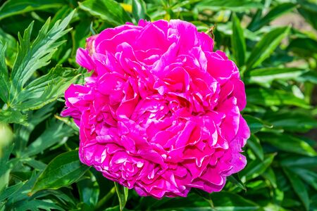 inflorescence of pink peony closeupの写真素材