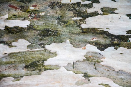 background, texture, abstraction of light green and gray bark of sycamoreの写真素材