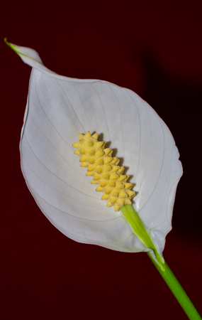 White flower spathiphyllum, flower of happiness close-upの写真素材