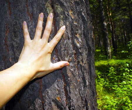 Close-up of a female hand resting on a pine trunk in a summer forestの写真素材