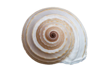 two-tone white and light orange shell isolated on a white background. Top view