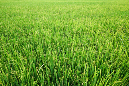 The wide angle of fresh green rice field in suburb Bangkok, Thailand.の写真素材