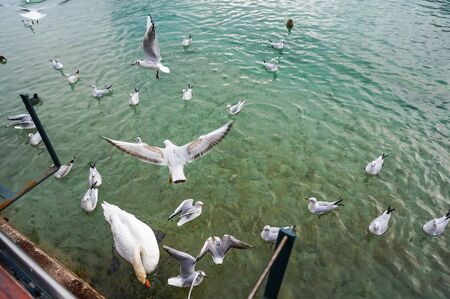 Many birds fly in the lake while people feeding