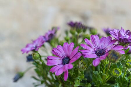 Closed up of purple and pink flowers with green leaves as background in Matera, Italyの写真素材