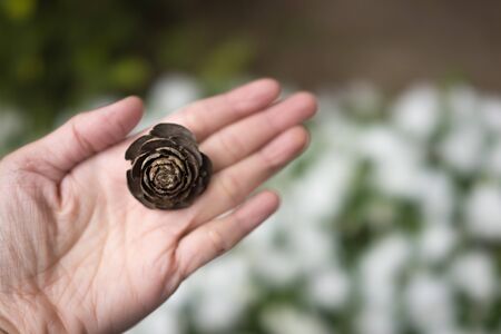 Selective focus of pine cone that look alike rose in woman handの写真素材