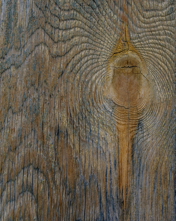 bark aged wood texture with tree ring use as natural background.の写真素材