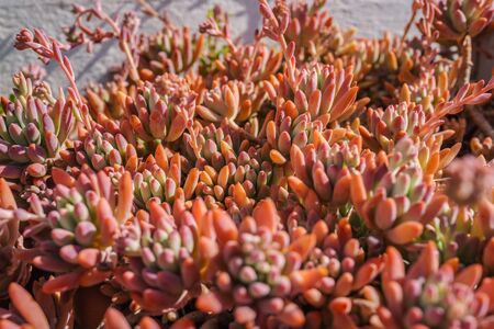 Closed up of colorful red and orange cactus succulent in bright daylight.の写真素材