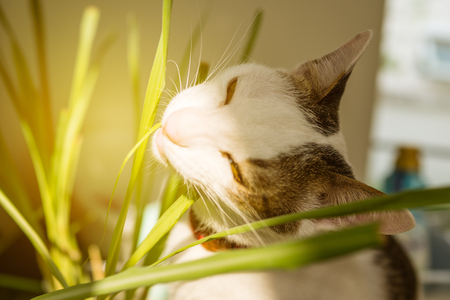 white young domestic hungry cat eating grass with sun light flare.の写真素材