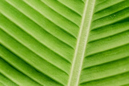 Green nature leaf texture in details as natural background or wallpaper with copy space.