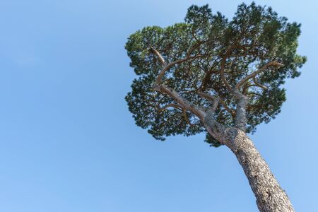 look up angle of high Italian Stone Pine Trees with blue sky in day light.