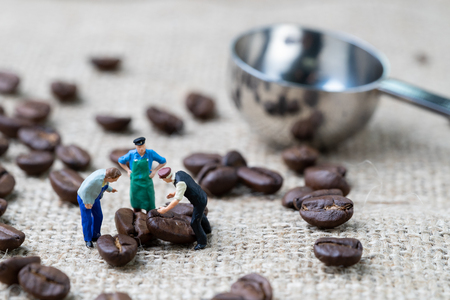 Coffee beans business expert or professional concept, miniature people figurine staffs standing with roasted coffee beans on gunny bag and spoon in background, selecting best quality.の写真素材