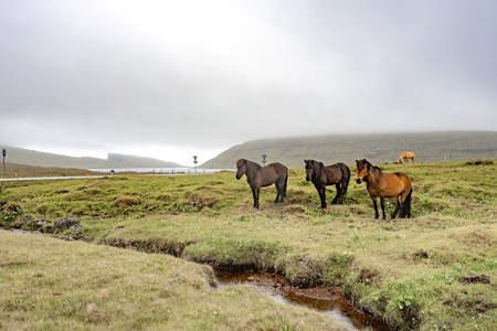 Amazing view of brown horses in rural farm grazing green grass in cloudy weather sky in Faroe Islands, North Atlantic, Europe hidden travel destination.の写真素材