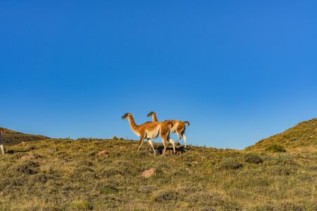 Cute couple of guanaco wild nature animal with green yellow grass with blue sky, south Patagonia,...