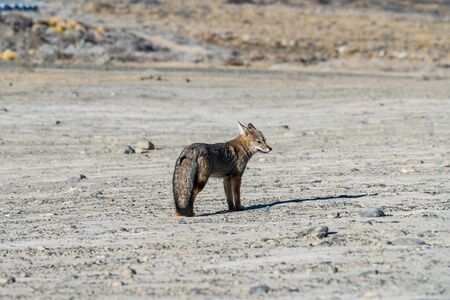 Beautiful wild patagonian red fox walk in sun shine in the morning in the rock mountain, south...