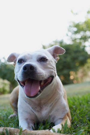 Brown and white american staffordshire terrier dog playing in a garden with a brown wooden stickの写真素材
