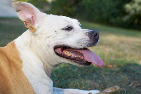 Brown and white american staffordshire terrier dog playing in a garden with a brown wooden stickの写真素材