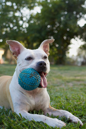 Brown and white american staffordshire terrier dog playing in a garden with a blue ballの写真素材