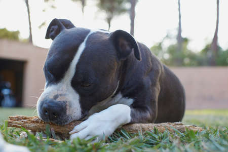 Black and white american staffordshire terrier dog playing in a garden with a brown wooden stickの写真素材