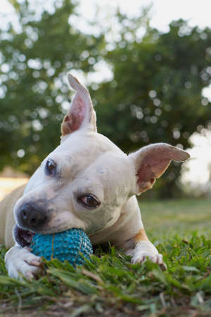 Brown and white american staffordshire terrier dog playing in a garden with a blue ballの写真素材