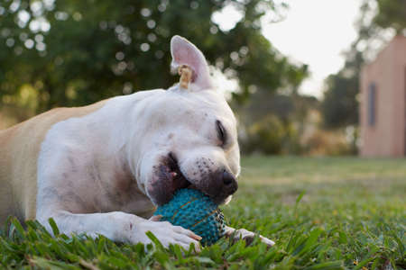 Brown and white american staffordshire terrier dog playing in a garden with a blue ballの写真素材