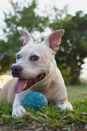 Brown and white american staffordshire terrier dog playing in a garden with a blue ballの写真素材