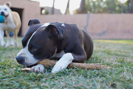 American staffordshire terrier dogs playing in a garden with a brown wooden stick and a ballの写真素材