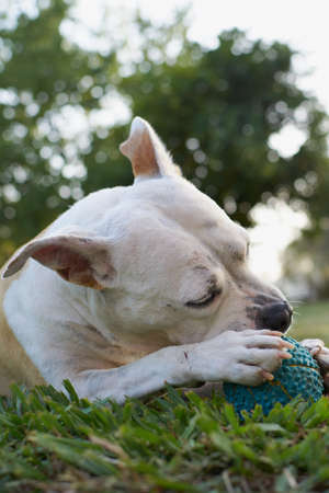 Brown and white american staffordshire terrier dog playing in a garden with a ballの写真素材