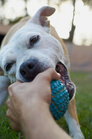 Brown and white american staffordshire terrier dog playing in a garden with a blue ballの写真素材