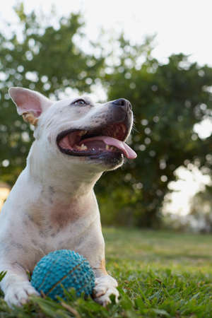 Brown and white american staffordshire terrier dog playing in a garden with a blue ballの写真素材