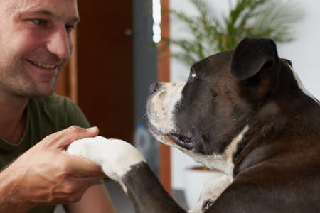 Man with a black and white american staffordshire terrier dog holding his paw in a homeの写真素材
