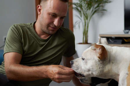 Man with a brown and white american staffordshire terrier dog giving a treat in a homeの写真素材