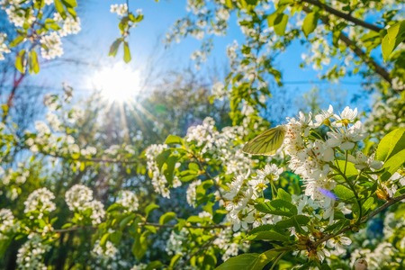 Butterfly on the flowers of an apple tree in the rays of the sun. Russia Moscow. Spring.