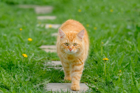 Ginger cat on a background of green grass in the summer on a sunny day. Green summer blurred background with natural bokeh.の写真素材